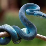 Slangen Blue viper snake